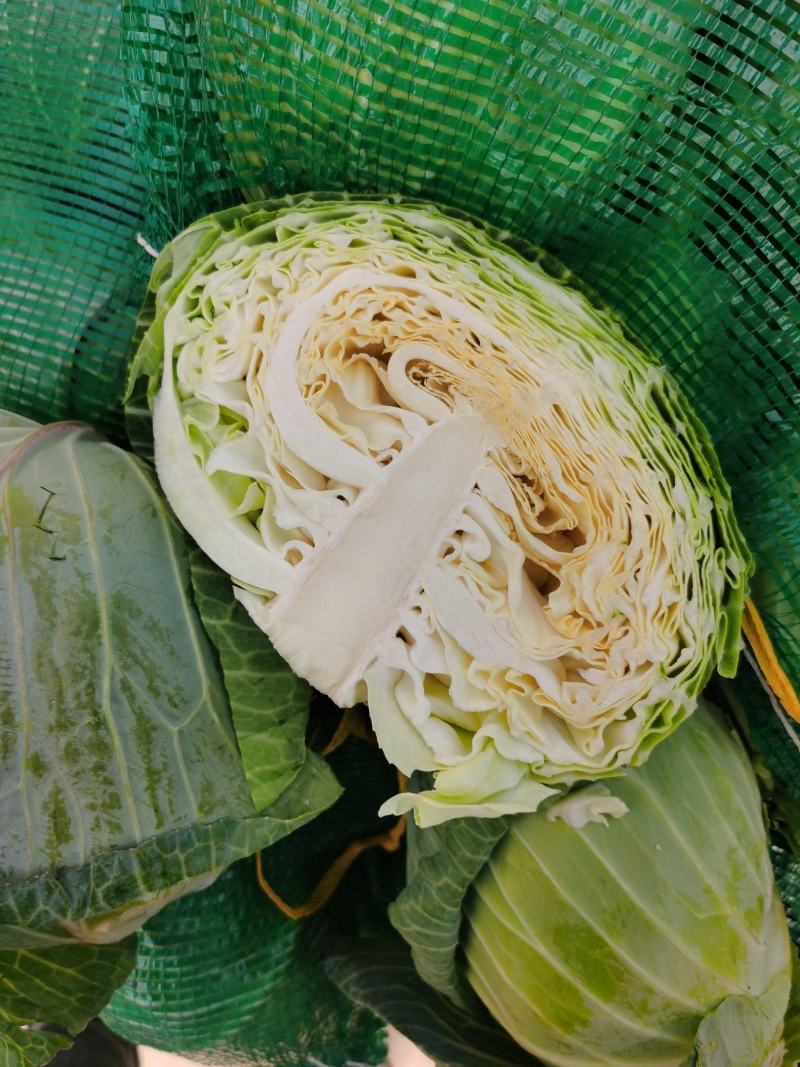 精品甘蓝圆包菜一手货源质量保证全国各地发货协助找车