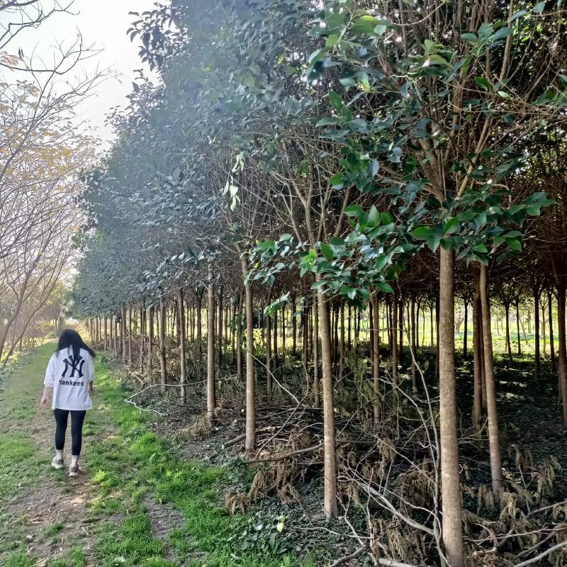 基地直销，大叶女贞，现卖现挖