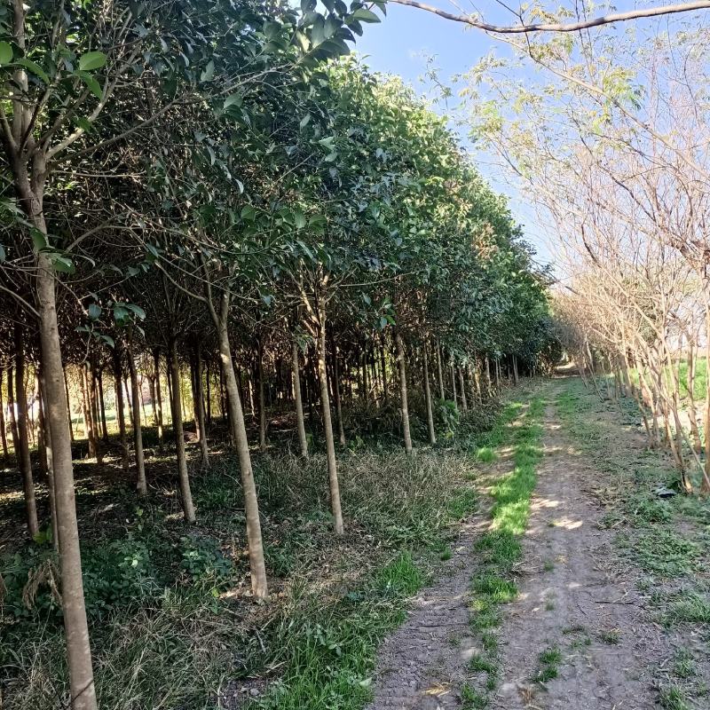 基地直销，大叶女贞，现卖现挖