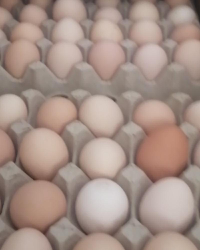淘金山土鸡蛋，现在特价推广。自产自销，量大从优，欢迎洽谈