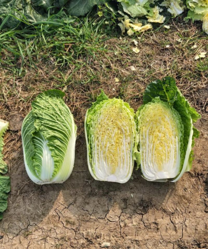 江苏白菜精品黄心白菜产地直发一手货源全国发货协助找车