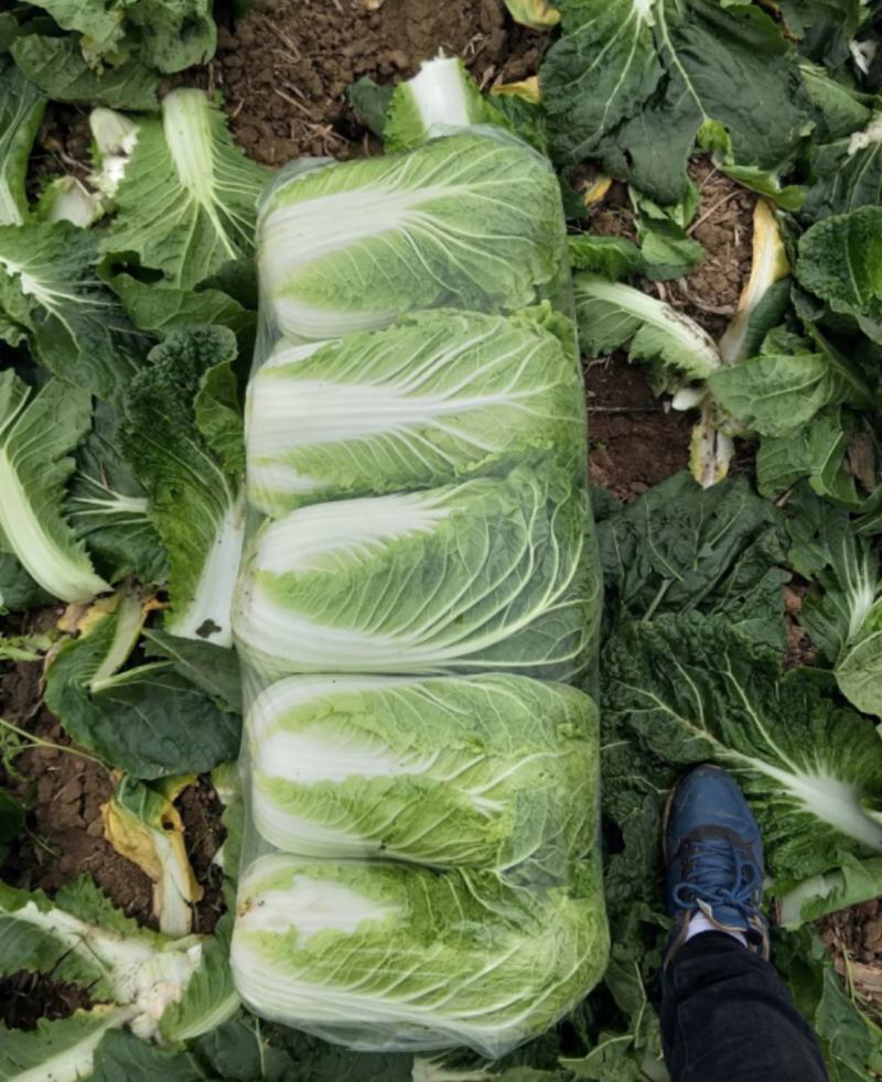 江苏白菜精品黄心白菜产地直发一手货源全国发货协助找车