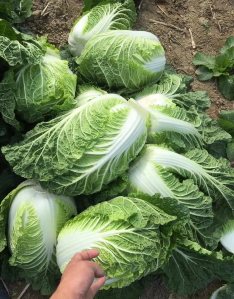 江苏白菜精品黄心白菜产地直发一手货源全国发货协助找车