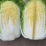 江苏白菜精品黄心白菜产地直发一手货源全国发货协助找车