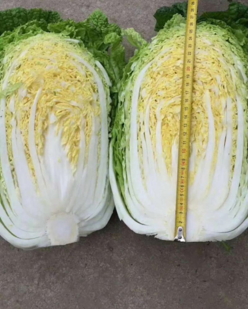 江苏白菜精品黄心白菜产地直发一手货源全国发货协助找车