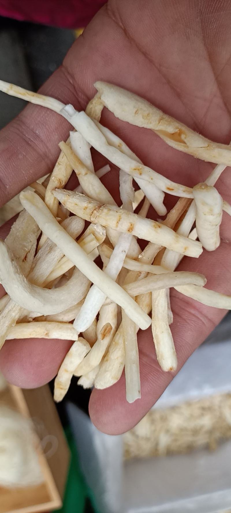 【精品】川明参地摊货，整年供货。沟通好下单，以免货发错