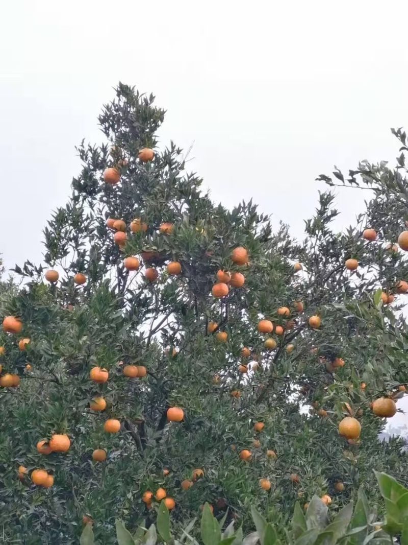 碰干上市大量现货中都是自己家里种的需要的老板直接联系我