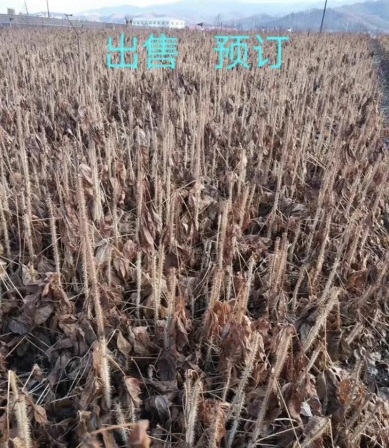刺五加苗！长梗刺五加苗短梗刺五加苗，红毛黑龙江抗寒苗