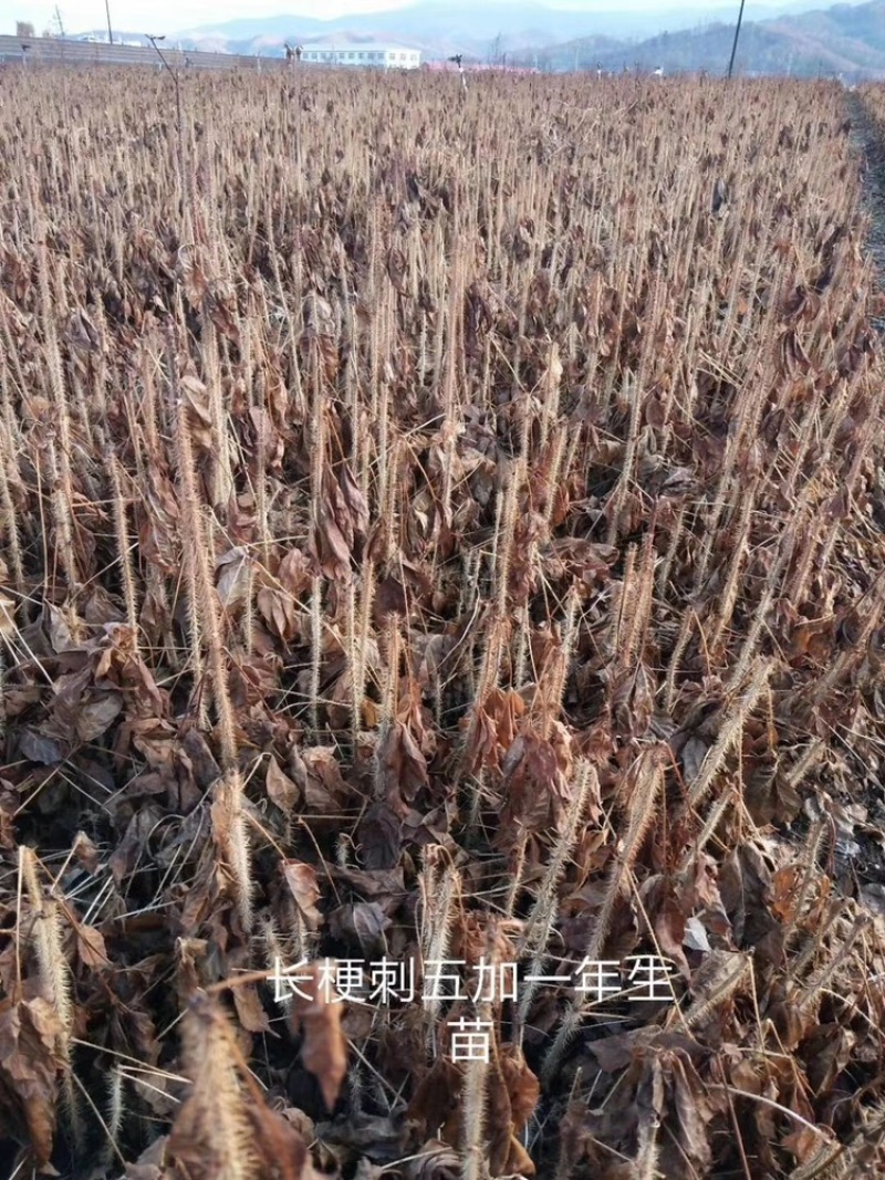 刺五加苗！长梗刺五加苗短梗刺五加苗，红毛黑龙江抗寒苗