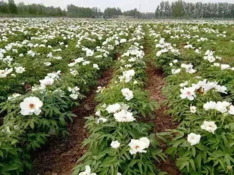 【苗圃直发】牡丹【药用牡丹】小苗，成品苗十年以上的老牡丹