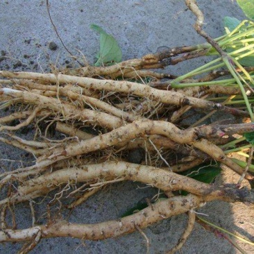 【苗圃直发】牡丹【药用牡丹】小苗，成品苗十年以上的老牡丹