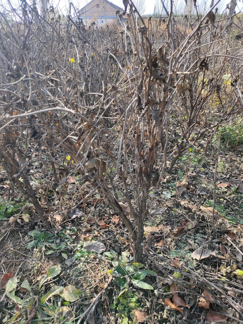 【苗圃直发】牡丹【药用牡丹】小苗，成品苗十年以上的老牡丹