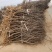 【苗圃直发】牡丹【药用牡丹】小苗，成品苗十年以上的老牡丹