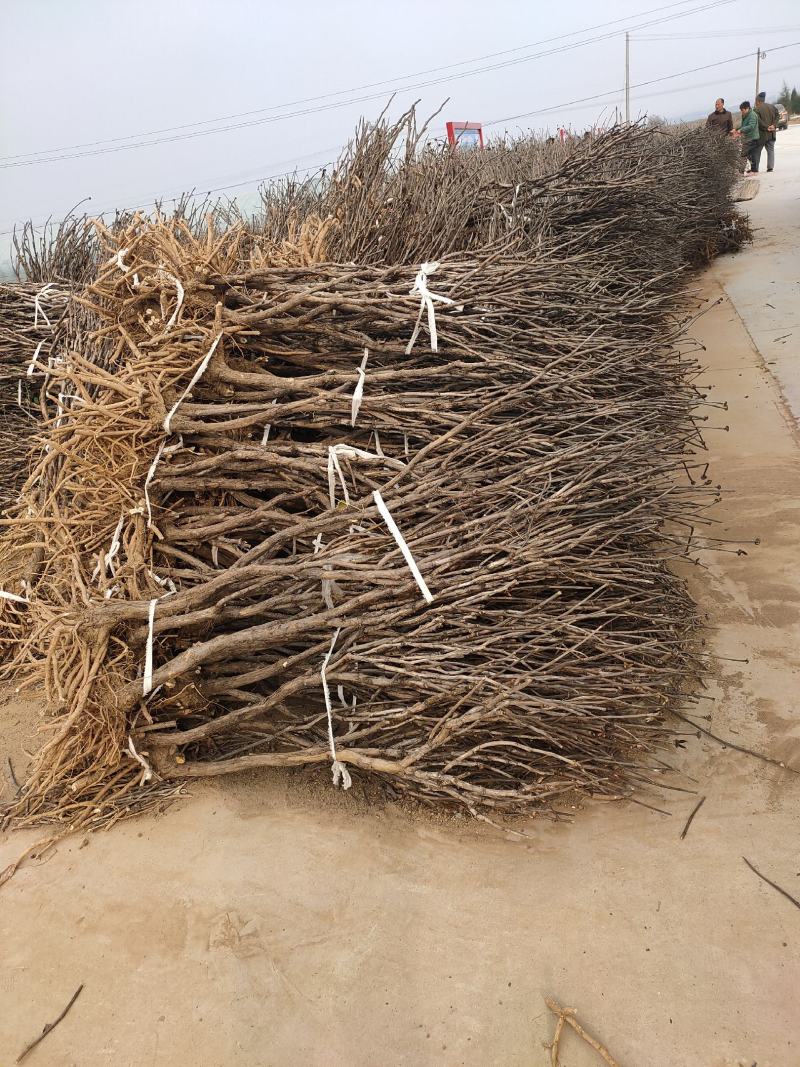 【苗圃直发】牡丹【药用牡丹】小苗，成品苗十年以上的老牡丹