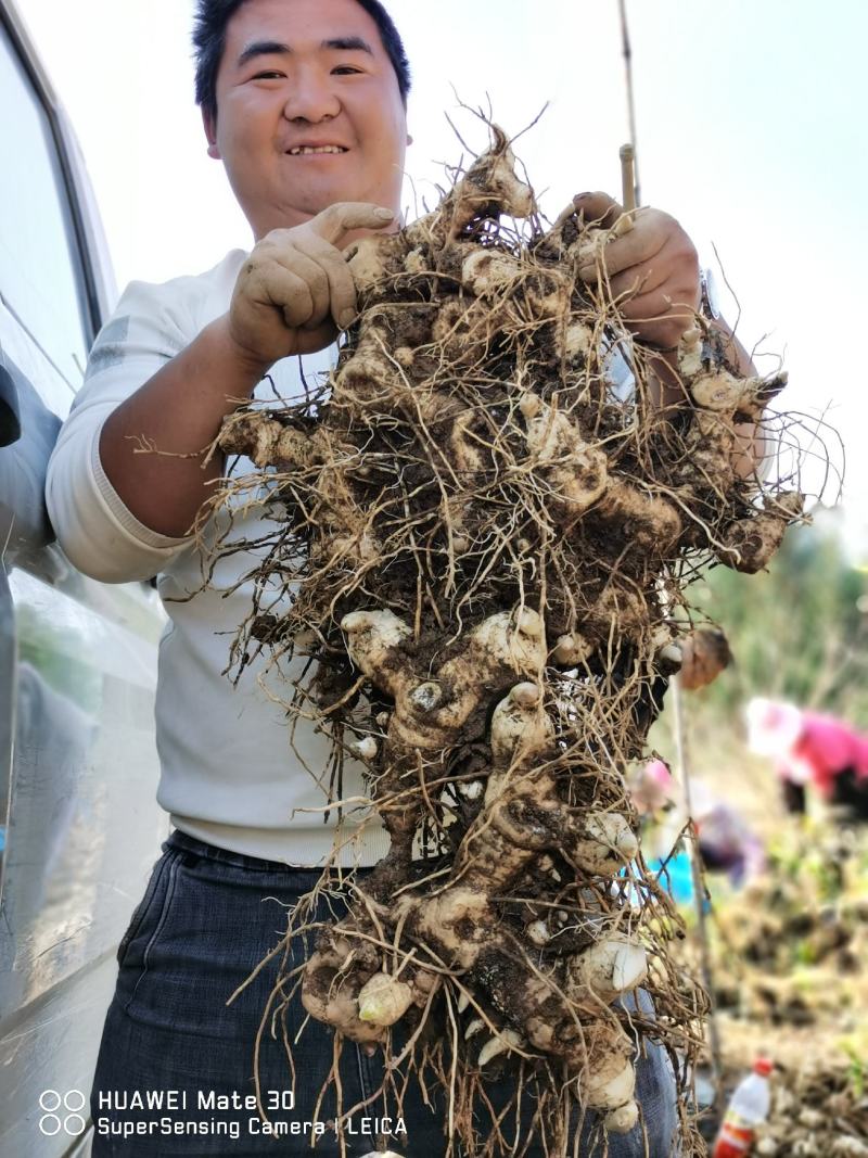 【多花姜型黄精】基地直销，量大价优，欢迎来电咨询