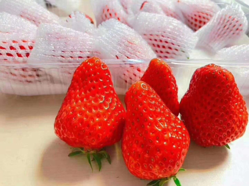 丹东九九草莓来自丹东玖玖草莓种植基地。