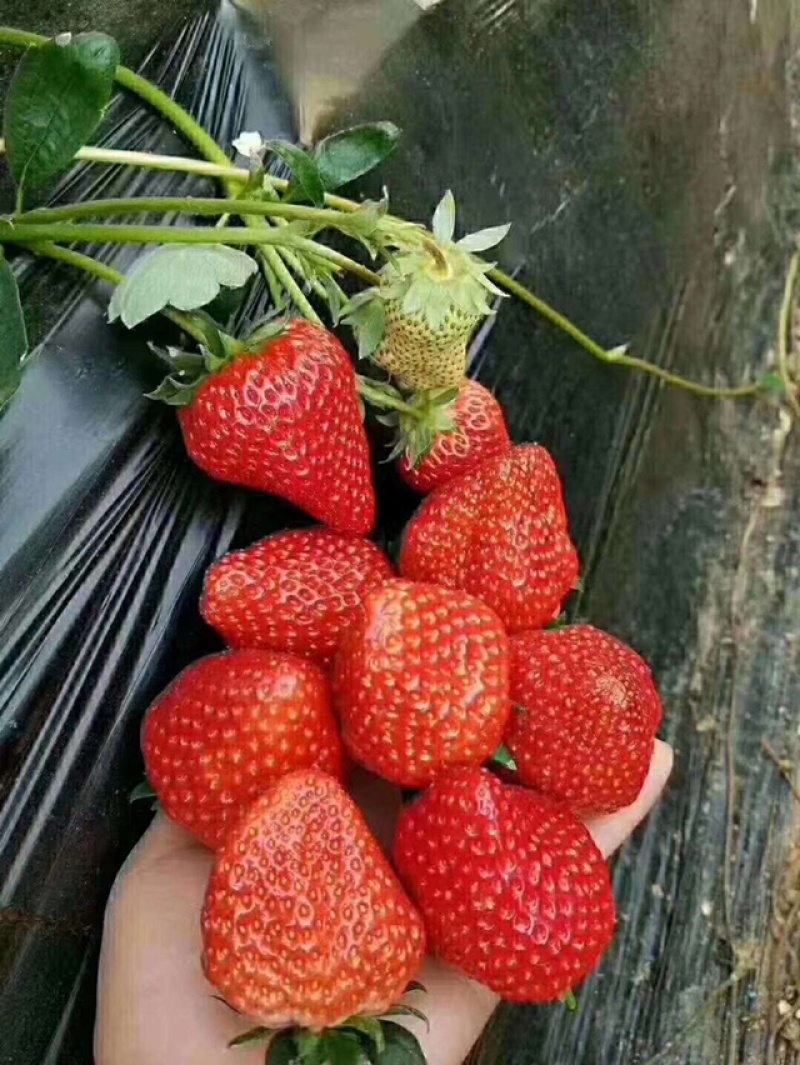 丹东九九草莓来自丹东玖玖草莓种植基地。