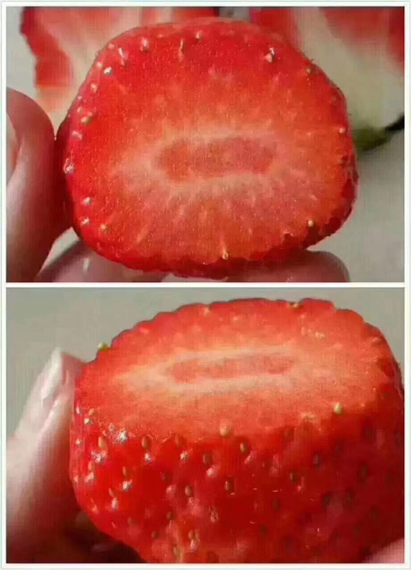 丹东九九草莓来自丹东玖玖草莓种植基地。