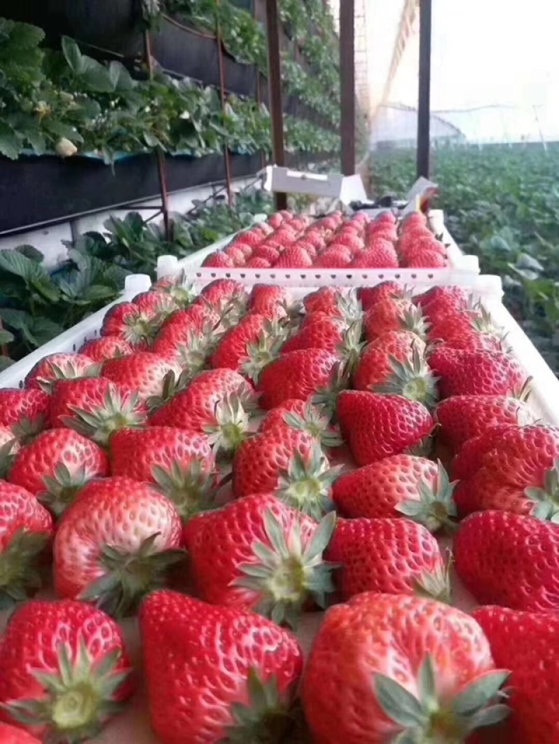 丹东九九草莓来自丹东玖玖草莓种植基地。