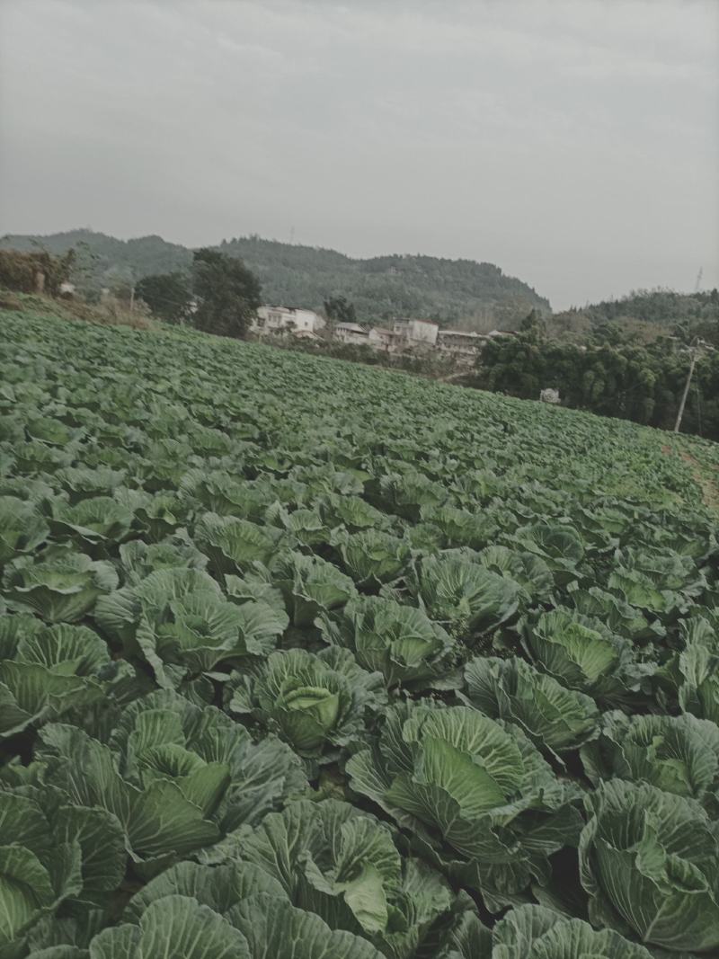 绿园四号，需要的老板赶快动手