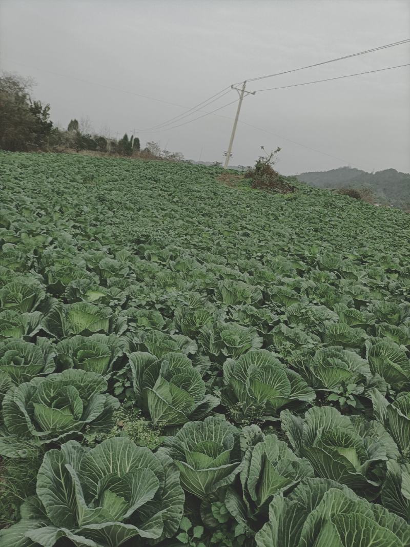 绿园四号，需要的老板赶快动手