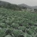 绿园四号，需要的老板赶快动手