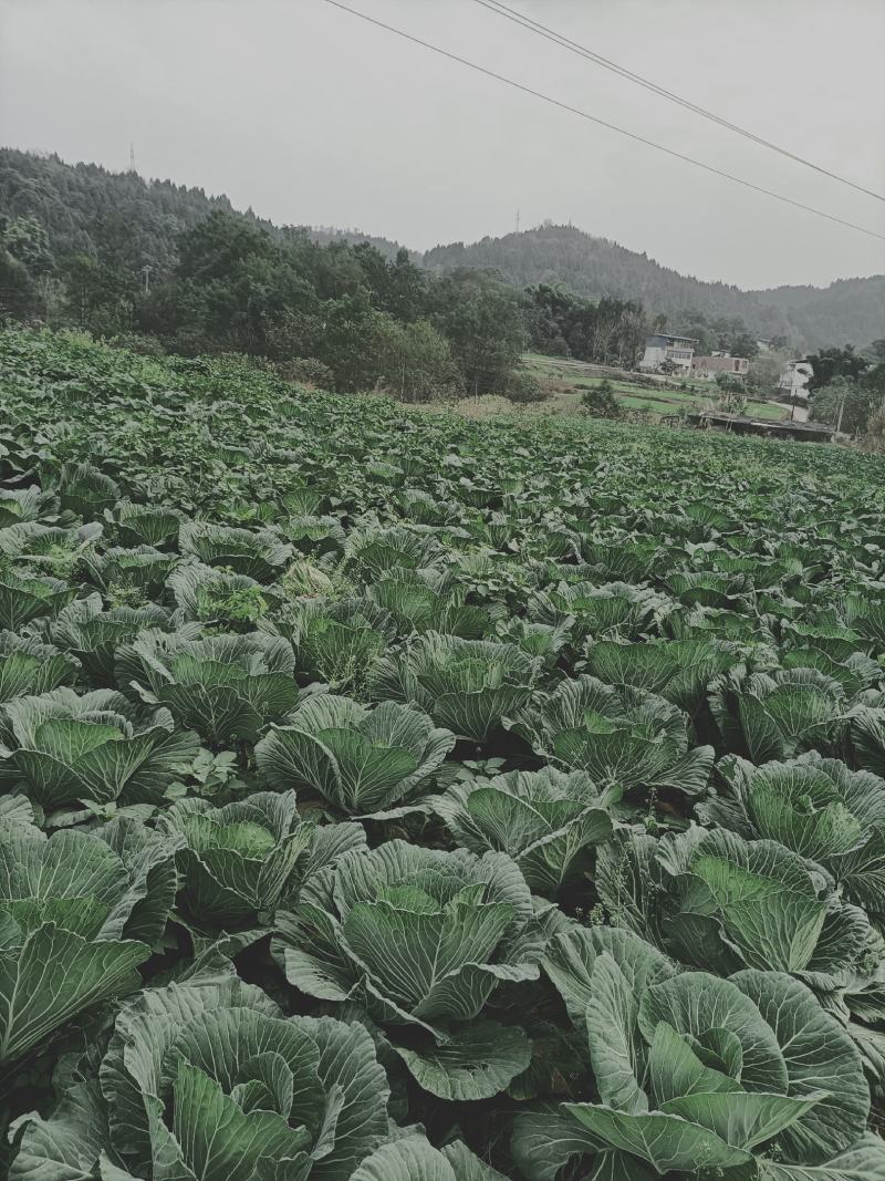 绿园四号，需要的老板赶快动手
