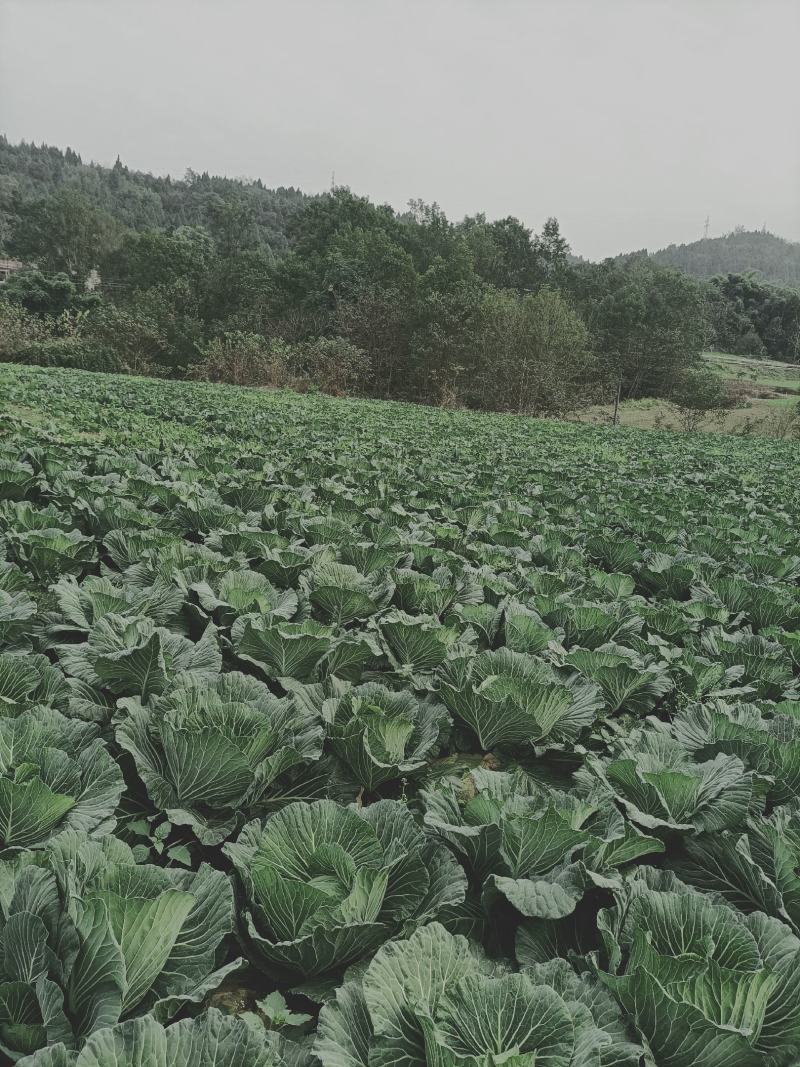 绿园四号，需要的老板赶快动手
