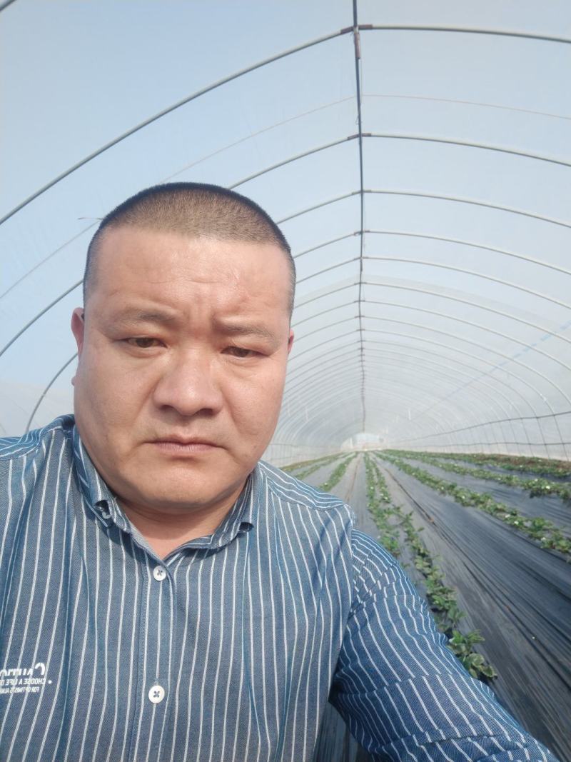 草莓苗~品种保证，质量保证，现挖现卖，无中介