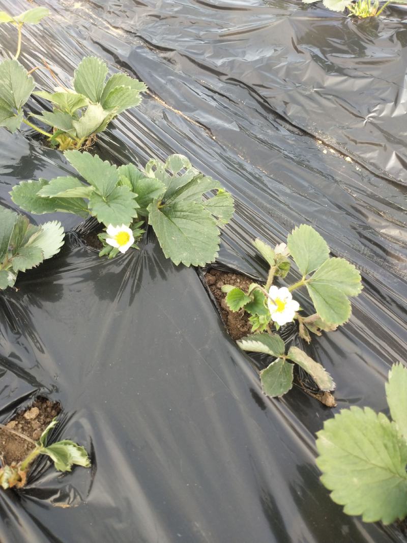 草莓苗~品种保证，质量保证，现挖现卖，无中介