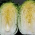 【推荐】优质江苏黄心大白菜大量供应，诚信代办10年