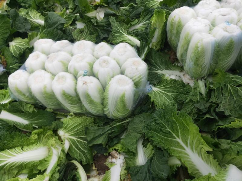 【推荐】优质江苏黄心大白菜大量供应，诚信代办10年