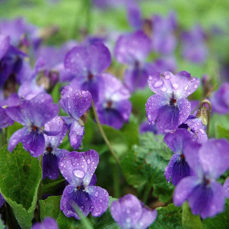 紫罗兰花种籽子花种子四季种易种易活花卉花籽开花不断非洲堇