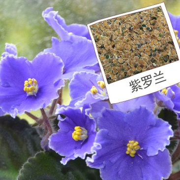 紫罗兰花种籽子花种子四季种易种易活花卉花籽开花不断非洲堇