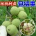 核桃苗纸皮薄皮香玲8518核桃苗品种齐全现挖