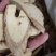 牛大力牛大力牛大力根