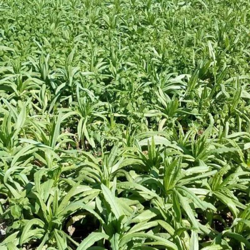贡菜（笋干，笋条）场地直销