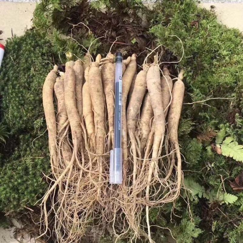 送鹿茸，长白山鲜人参苗100棵起批种植可以煲汤赠送礼盒