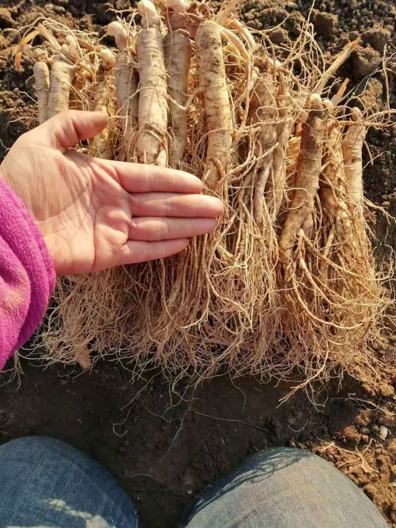 送鹿茸，长白山鲜人参苗100棵起批种植可以煲汤赠送礼盒