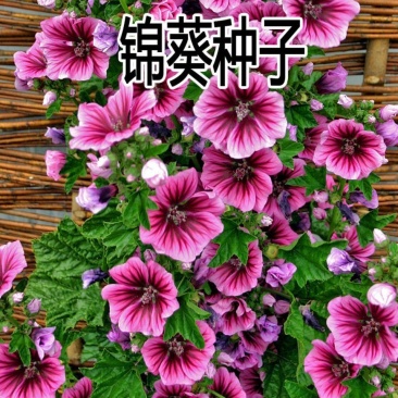 买一送一400粒花种子锦葵种子子四季易活高杆露天庭院花海