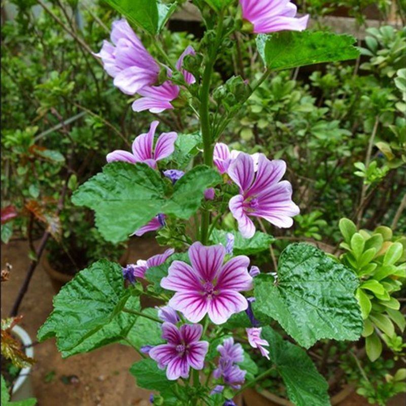 买一送一400粒花种子锦葵种子子四季易活高杆露天庭院花海