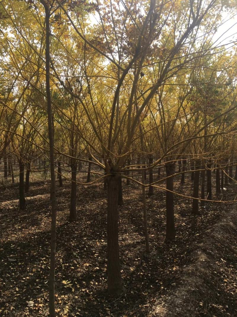 山东菏泽郓城县大量出售精品12——15公分黄金槐树