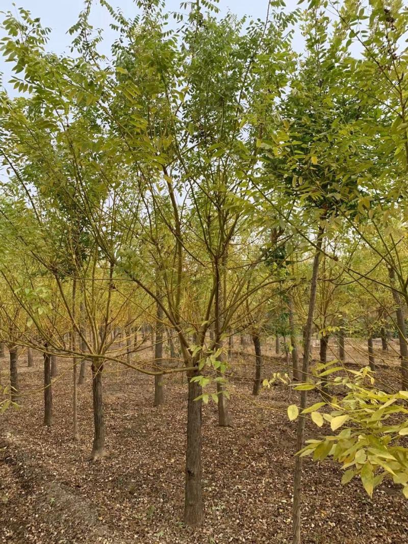 山东菏泽郓城县大量出售精品12——15公分黄金槐树