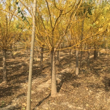 山东菏泽郓城县大量出售精品12——15公分黄金槐树
