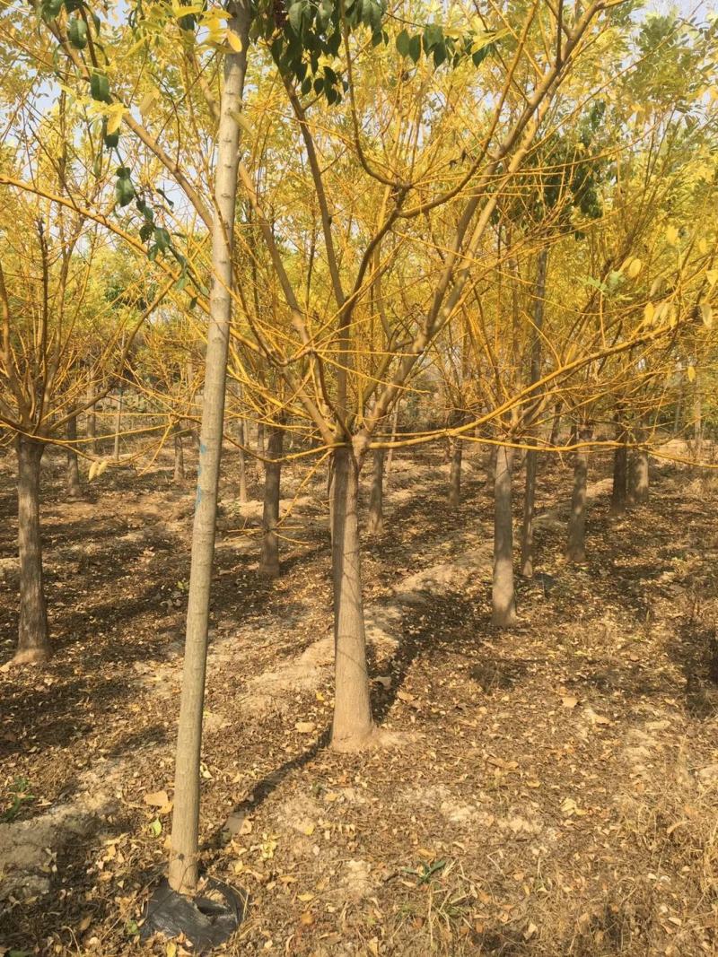 山东菏泽郓城县大量出售精品12——15公分黄金槐树