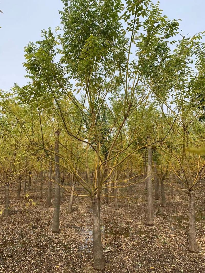 山东菏泽郓城县大量出售精品12——15公分黄金槐树