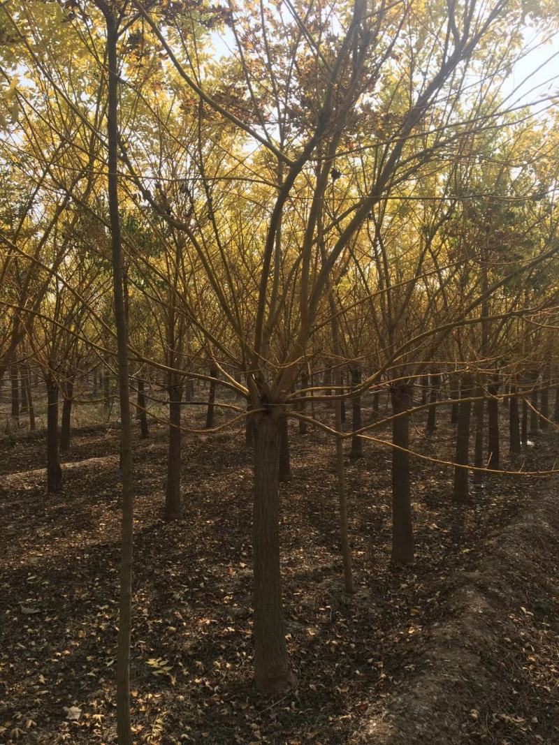 山东菏泽郓城县大量出售精品12——15公分黄金槐树