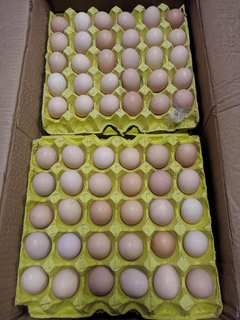 散养皖南黄土鸡种蛋一代种，包受精率，包出壳率，破损包赔！