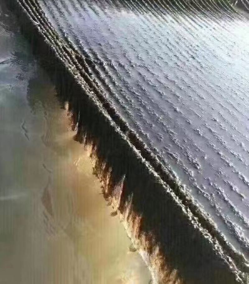 头水紫菜。无污染水域种植