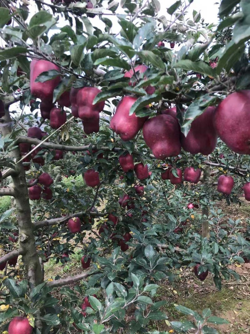 苹果甘肃天水花牛苹果自产自销正宗蛇果型号齐全